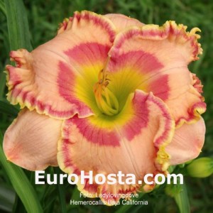 Hemerocallis Baja California - Eurohosta