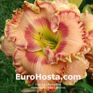 Hemerocallis Baja California - Eurohosta