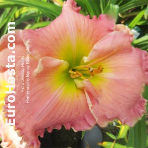 Hemerocallis Nancy Billingslea