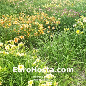 Hemerocallis Mix - Eurohosta