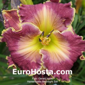 Hemerocallis Moonlight Sail