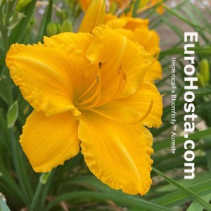 hemerocallis Bloomfinity Aureate