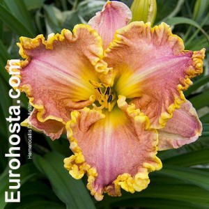 Hemerocallis Darla Anita