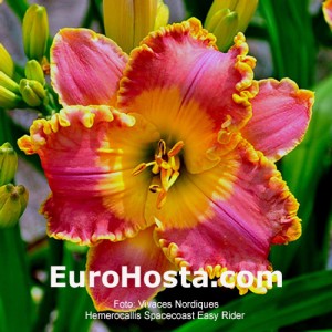 Hemerocallis Spacecoast Easy Rider 