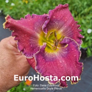 Hemerocallis Doyle Pierce