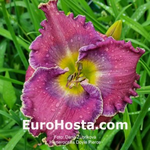 Hemerocallis Doyle Pierce