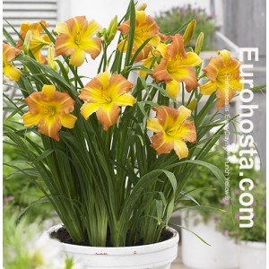 Hemerocallis EveryDaylily™ Punch Yellow®