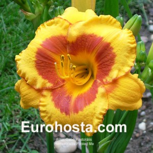 Hemerocallis Fooled Me - Eurohosta