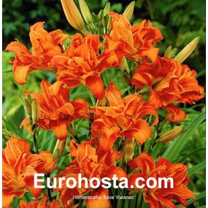 Hemerocallis Fulva Kwanso