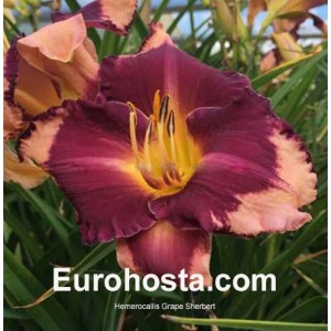 Hemerocallis Grape Sherbet