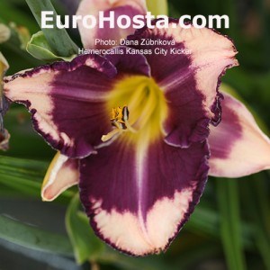 Hemerocallis Kansas City Kicker