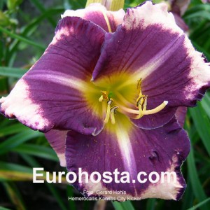 Hemerocallis Kansas City Kicker