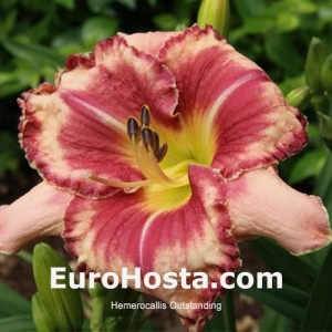 Hemerocallis Outstanding