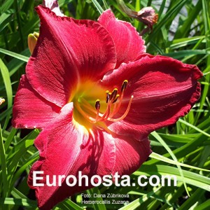 hemerocallis zuzana