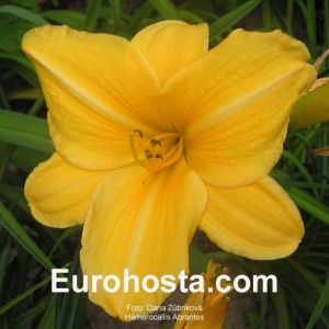 Hemerocallis Abrantes - Eurohosta