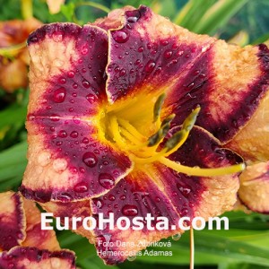 Hemerocallis Adamas