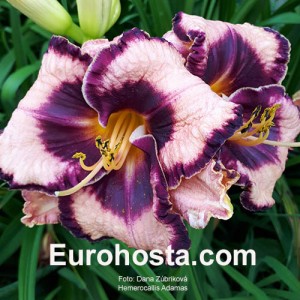 Hemerocallis Adamas