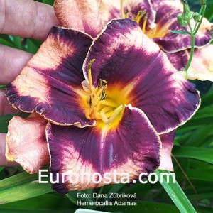 Hemerocallis Adamas