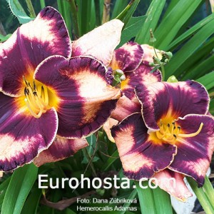 Hemerocallis Adamas