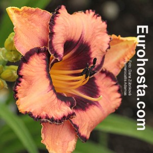 Hemerocallis Adamas