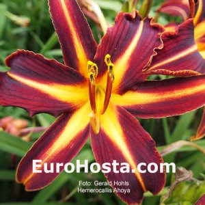 Hemerocallis Ahoya