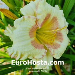 Hemerocallis Alenka