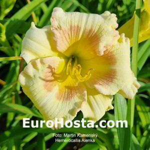 Hemerocallis Alenka