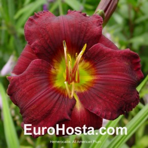 Hemerocallis All American Plum - Eurohosta