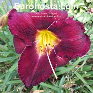 Hemerocallis All American Plum - Eurohosta