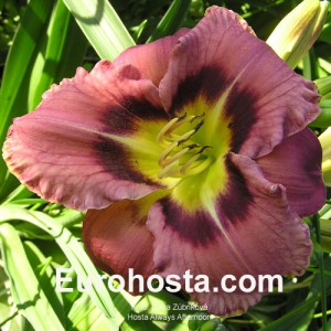 Hemerocallis Always Afternoon - Eurohosta