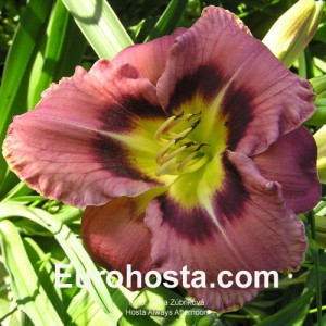 Hemerocallis Always Afternoon - Eurohosta