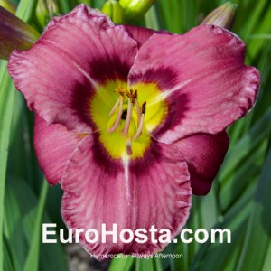 Hemerocallis Always Afternoon - Eurohosta