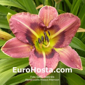 Hemerocallis Always Afternoon - Eurohosta