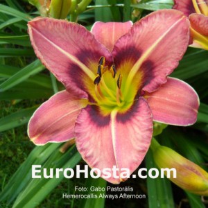 Hemerocallis Always Afternoon - Eurohosta