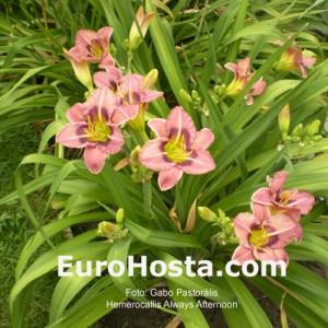 Hemerocallis Always Afternoon - Eurohosta