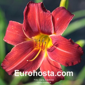 Hemerocallis Amadeus -  Eurohosta