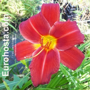 Hemerocallis Amadeus -  Eurohosta