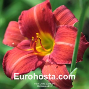 Hemerocallis Amadeus -  Eurohosta