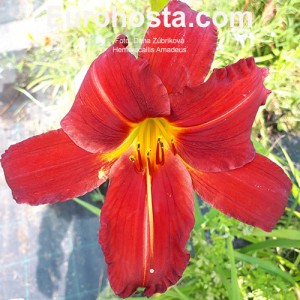 Hemerocallis Amadeus -  Eurohosta