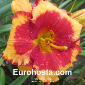 Hemerocallis Andy Candy