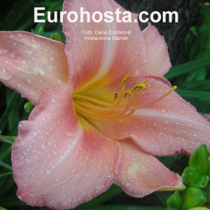 Hemerocallis Anna Warner - Eurohosta