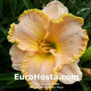 Hemerocallis Annette's Magic