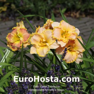 Hemerocallis Annette's Magic