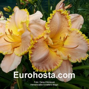 Hemerocallis Annette's Magic