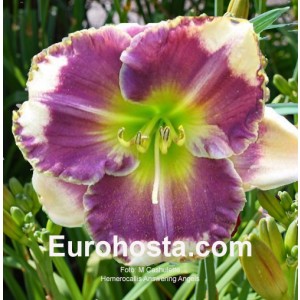 Hemerocallis Answering Angels