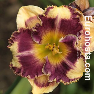 Hemerocallis Answering Angels - Eurohosta