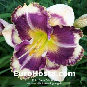 Hemerocallis Answering Angels - Eurohosta