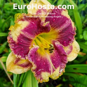 Hemerocallis Answering Angels