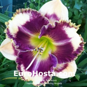 Hemerocallis Answering Angels - Eurohosta