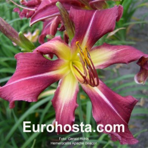 Hemerocallis Apache Beacon